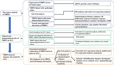 Oncogene or tumor suppressor gene: An integrated pan-cancer analysis of NBPF1